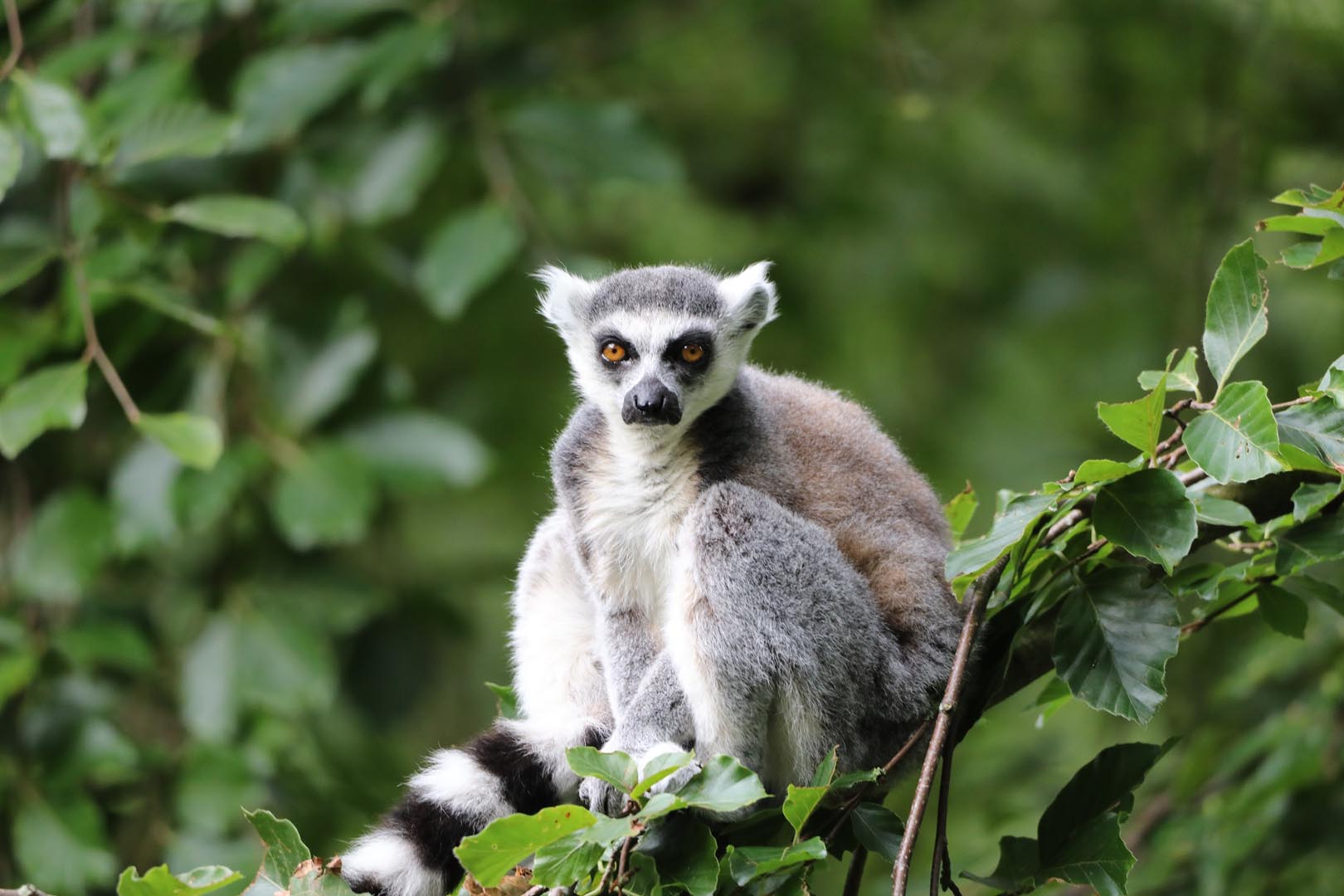 Ring railed lemur on a branch looking at the camera (eye-contact) IMAGE: Amy Middleton (2023)
